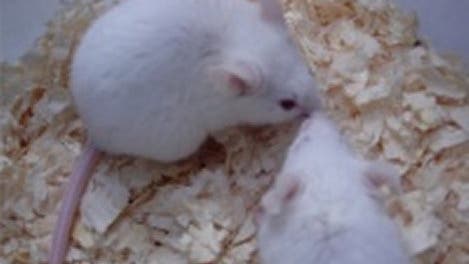 Mäuse stehen auf den Geruch ihrer Artgenossen