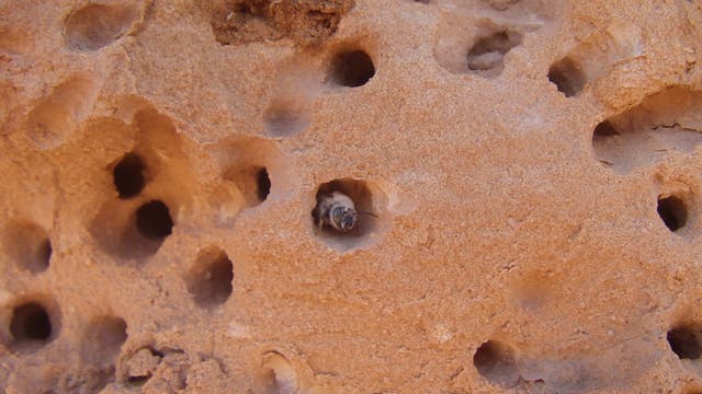 Biene guckt aus einer durchlöcherten Wand