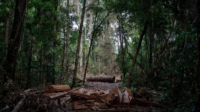 Baumfällarbeiten am Amazonas