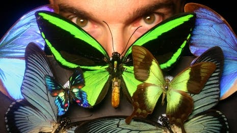 Peter Vukusic mit seinen Schmetterlingen