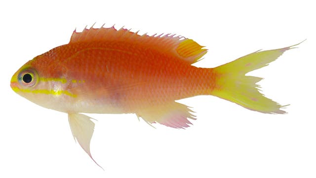 Tosanoides obama - ein Fisch aus Hawaii