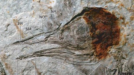Hongshanornis longicresta - Fossil Schädel