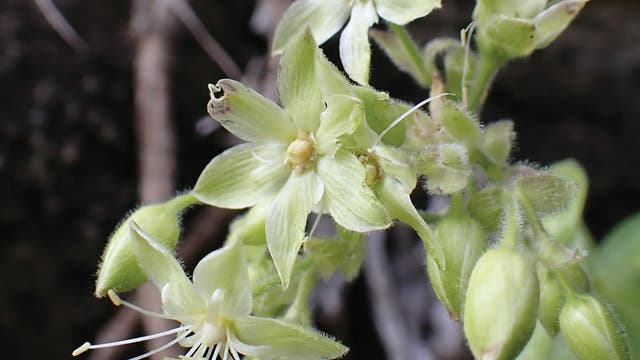 Relativ unscheinbare weißlich grüne Blüten der Pflanzenart Schiedea waiahuluensis. Sie besitzen fünf Blütenblätter und relativ lange Staubfäden. Der Hintergrund ist überwiegend schwarz, unscharf sind einige braune Zweige erkennbar