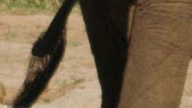 Der Schwanz eines Elefanten verrät viel über seine Lebensgewohnheiten