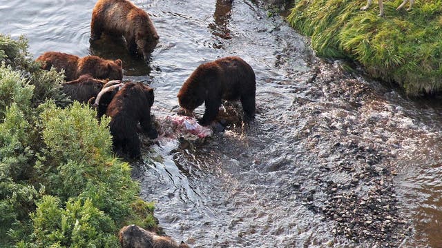 Während Bären speisen, liegen Wölfe auf der Lauer