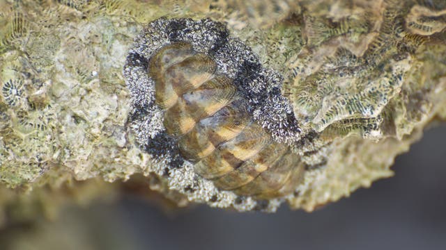 Tropische Käferschnecke, Acanthopleura granulata