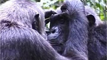 Sich lausende Schimpansen