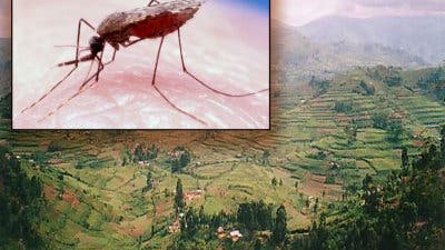 Malaria-Mücken auf dem Vormarsch