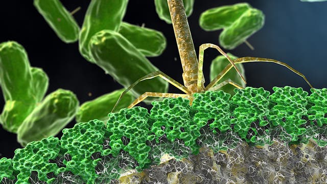 Künstlerische Darstellung eines Antibiotikum das eine Bakterien-Zellwand attackiert 