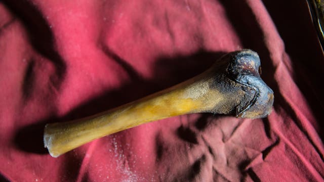 Dieser Oberschenkelknochen stammt nicht – wie lange vermutet – vom Yeti, sondern von einem Tibetischen Braunbär