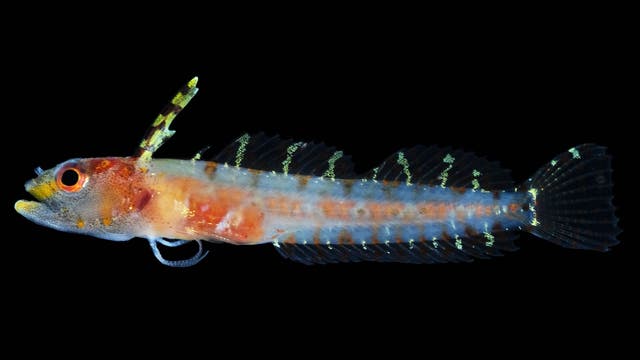 Haptoclinus dropi - ein Fisch aus der Schattenzone