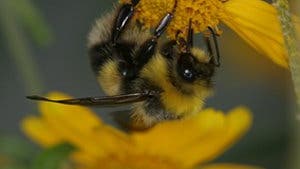 Honigbiene beim Mahl