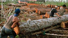 Illegale Abholzung auf Sumatra