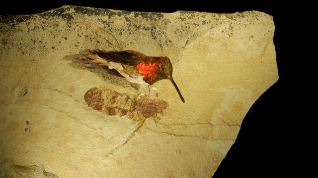 Präparat eines Kolibris wurde zum Größenvergleich neben das Fossil der Riesenameise gelegt.