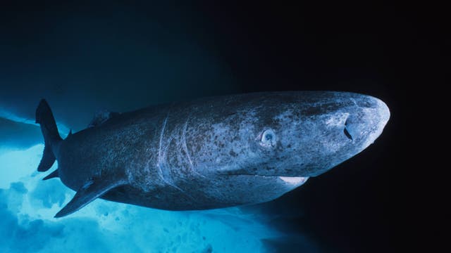 Ein Grönlandhai schwimmt in den dunklen, eisigen Gewässern des Nordatlantiks. Er ist von bläulichem Licht umgeben, das von der Eisdecke reflektiert wird.