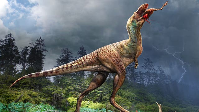 Ein Gorgosaurus libratus bei der Mahlzeit
