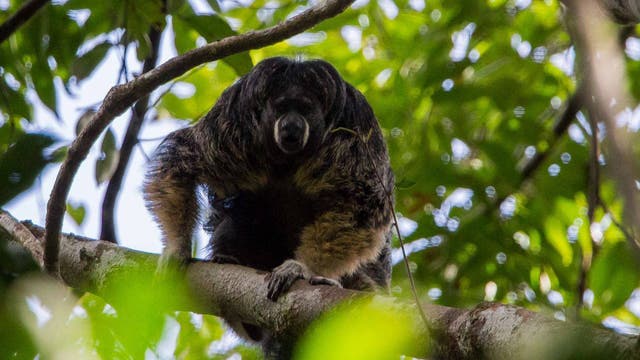 Kahlgesichtiger Saki im Amazonas-Regenwald