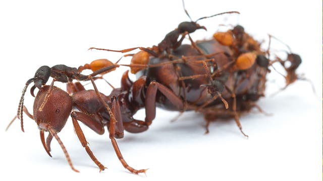 Kasten im Ameisenstaat