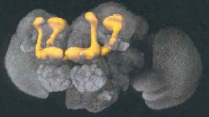 Pilzkörper (gelb)  im Taufliegenhirn