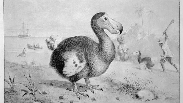 Der Dodo kannte keine Angst
