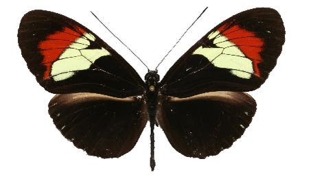 Schmetterlingshybrid 
