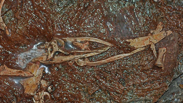 Fossile Überreste einer neu entdeckten Dino-Art mit dem Namen »Xiyunykus pengi«