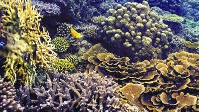 Gesundes Korallenriff