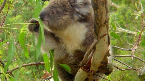 Koala-Jungtier