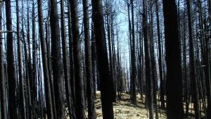 Wald nach Brand in Arizona
