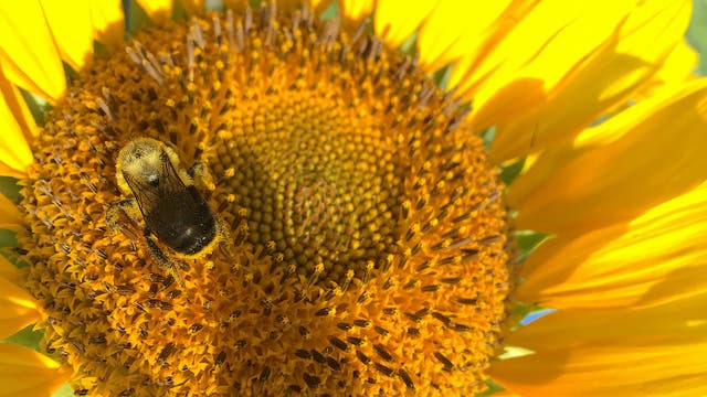 Eine Biene labt sich an einer Sonnenblume