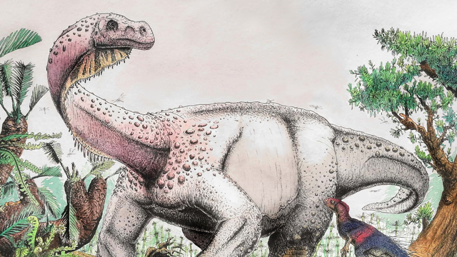 Zwölftonner auf dicken, krummen Beinen: So könnte der Brontosaurus-Verwandte »Ledumahadi mafube« ausgesehen haben