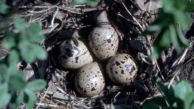 Eier des Baird-Strandläufers im Nest