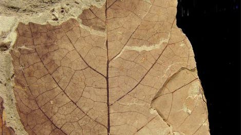 Fossiles Blatt mit Fraßspuren