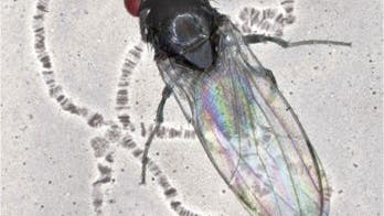 <i>Drosophila subobscura</i>