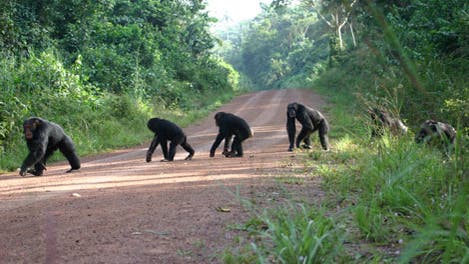 Schimpansen bei der Straßenüberquerung