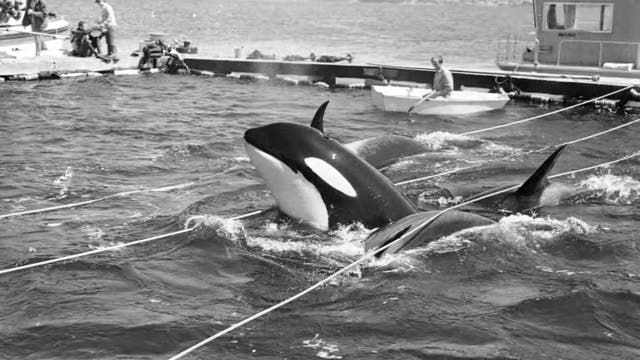 Foto von 1970, das eingefangene Orcas zeigt.