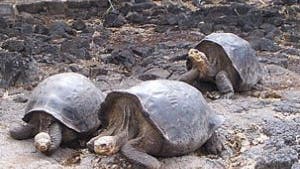 Musterbeispiel der Evolution auf Inseln: Galapagos-Schildkröten