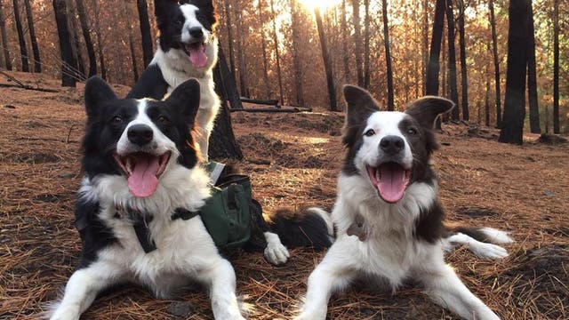 Border Collies to the rescue!