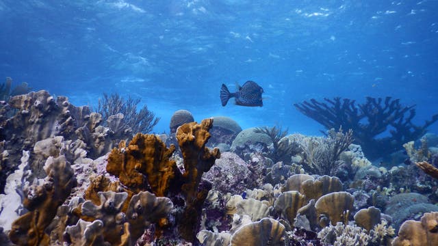 Unterwasseraufnahme eines Korallenriffs in Blue Bay, Curaçao, mit verschiedenen Korallenarten und lebhaften Farben. Ein Bienenwaben-Kofferfisch  schwimmt in der Mitte des Bildes. 