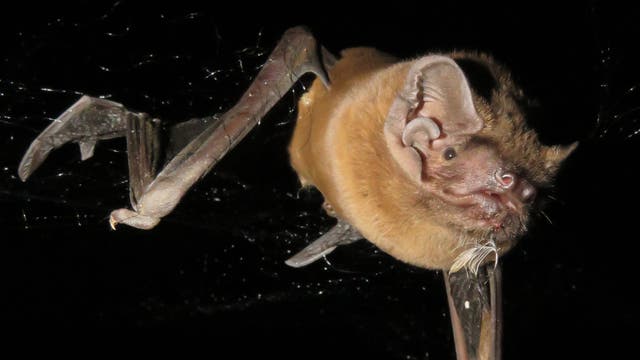 Eine Fledermaus hängt kopfüber in einem Netz aus Spinnweben. Die Flügel sind teilweise ausgebreitet, und die Ohren sind gut sichtbar. Der Hintergrund ist schwarz, was die Fledermaus in den Fokus rückt.