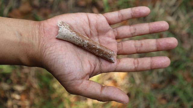 Eine Hand hält den winzigen Oberarmknochen eines Homininen in die Kamera