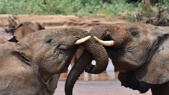 Zwei junge Elefanten verschränken ihre Rüssel. Die Köpfe sind im Profil zu sehen, im Hintergrund eine Wasserstelle.