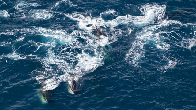 Finnwale beim Fressen