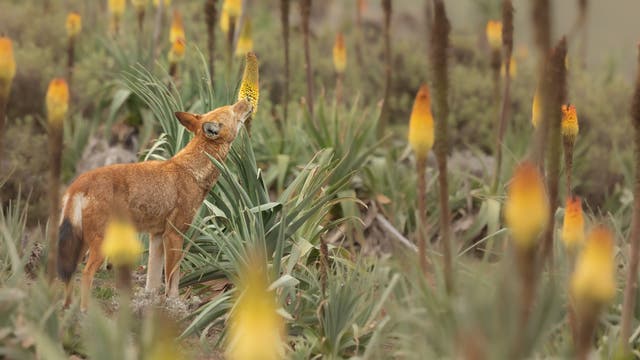 Ein rotbrauner äthiopische Wolf steht im Hochland zwischen blühenden Pflanzen und schleckt Nektar. Die Blüten sind gelborange und zylinderförmig, die grünen Blätter ähneln denen von Agaven und laufen wie Lanzetten spitz zu. Von den Pflanzen wachsen viele im Bild, manche sind verblüht&nbsp;- ihr Blütenstand ist dann braun. Der Wolf ist von schräg hinten fotografiert.