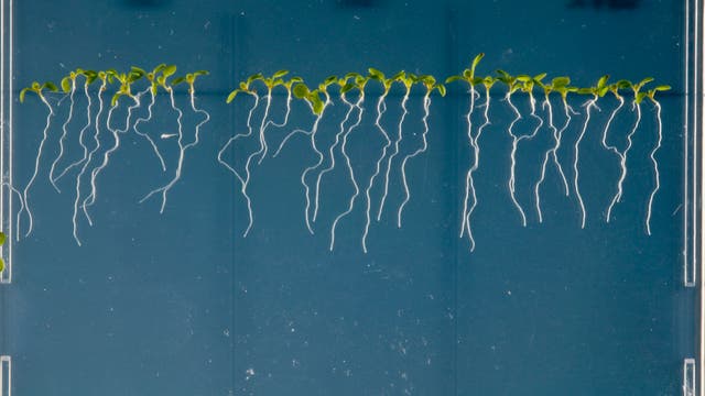 Arabidopsis thaliana Pflänzchen mit Wurzeln in durchsichtiger Nährlösung