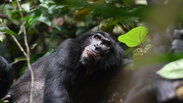 Männlicher, erwachsener Bonobo im Reservat