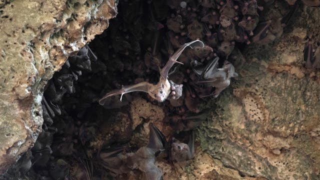 Nilflughunde mit Nachwuchs in einer Höhle