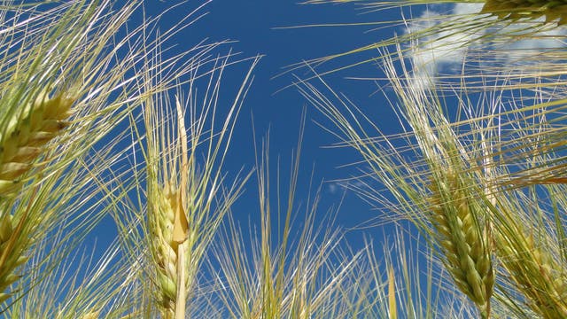Ein goldenes Gerstenfeld im Sonnenschein, das die reifen Ähren in Nahaufnahme zeigt. Der Himmel ist klar und blau im Hintergrund.