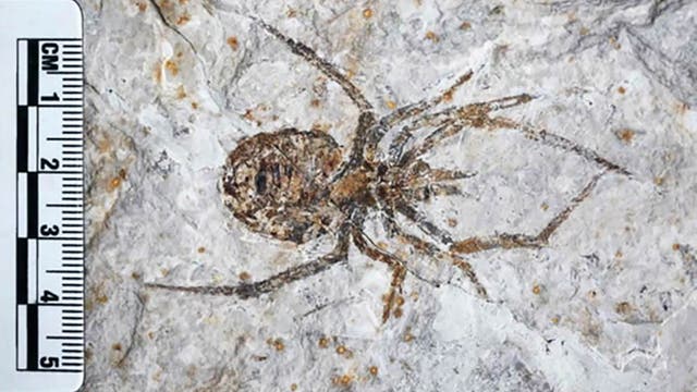 Dies ist keine Spinne. Es ist allerdings auch kein Surrealismus, sondern einfach eine gut gemachte Fälschung, die aussieht wie das Fossil einer Spinne.