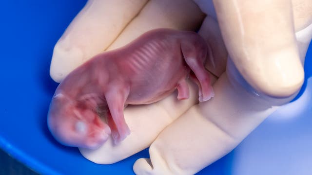 Ein Nashorn-Embryo liegt in einer Hand